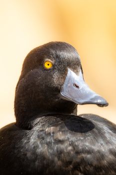 Intimate close-up of a Black Scaup duck showcasing its striking features and vibrant yellow eye.
