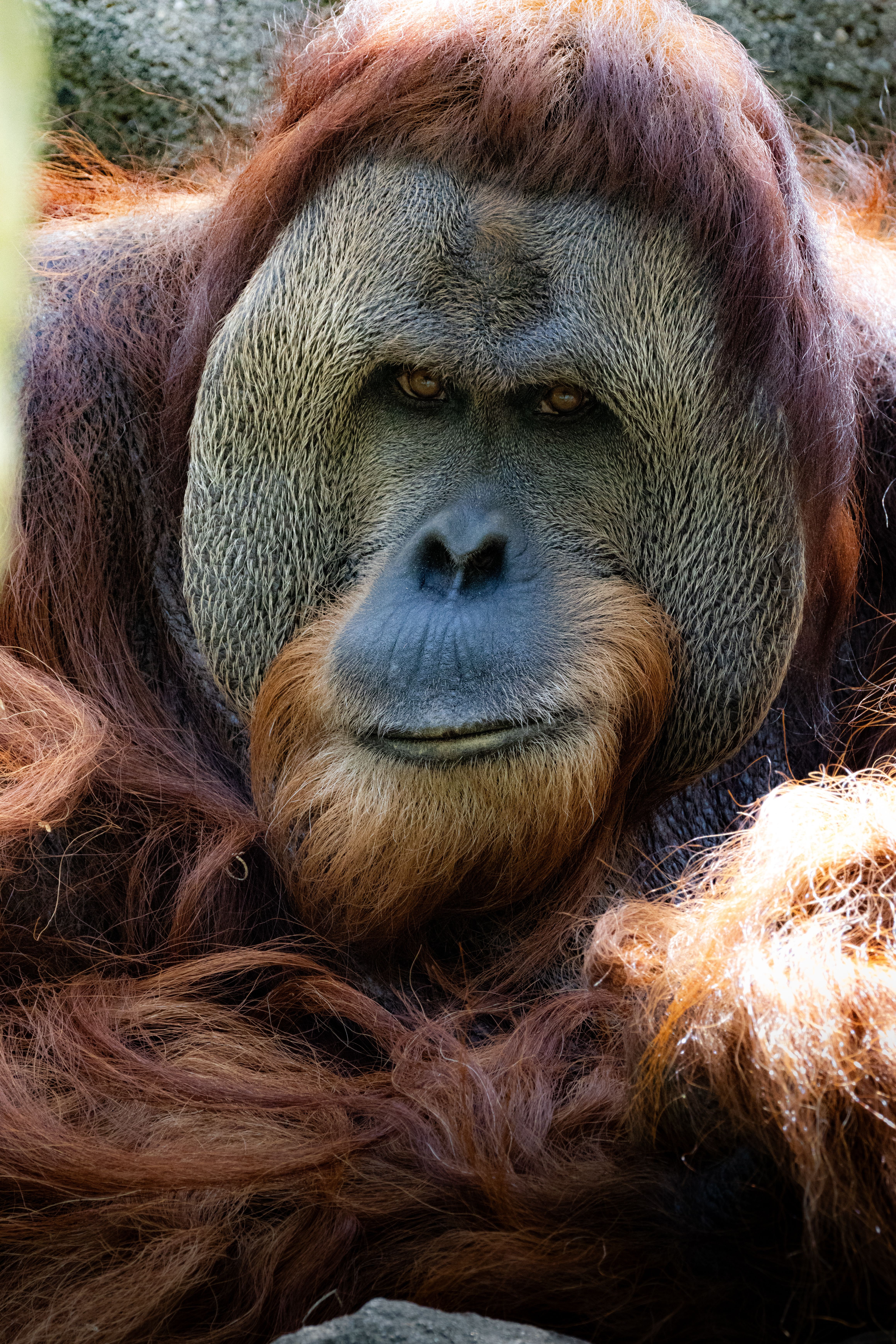 Photo gratuite de animal, animal exotique, arboricole, asie, bornéo ...