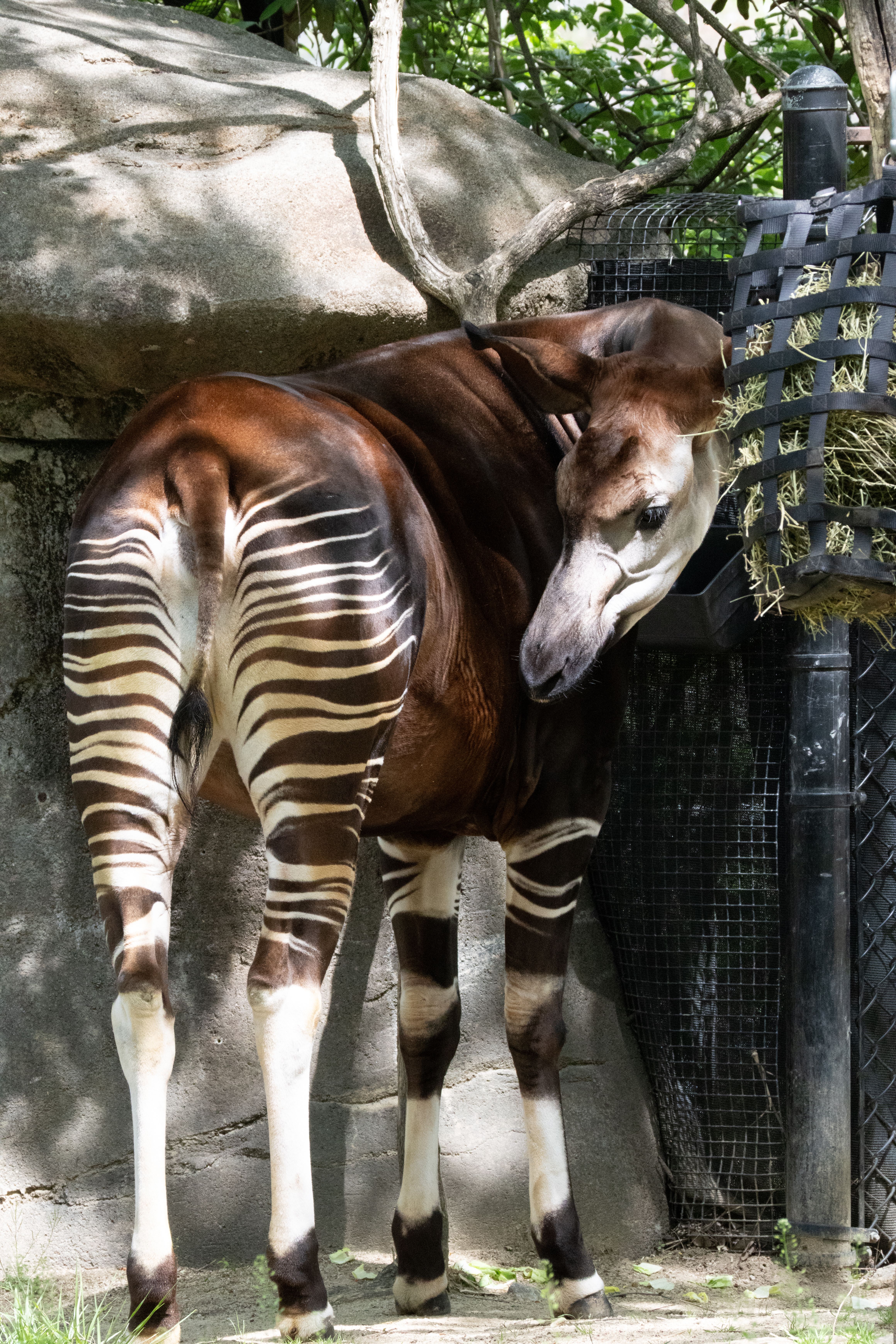 Elegant okapi standing in a natural setting with striped legs and vivid colors captured outdoors.