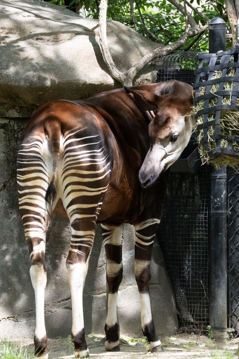 Elegant okapi standing in a natural setting with striped legs and vivid colors captured outdoors.