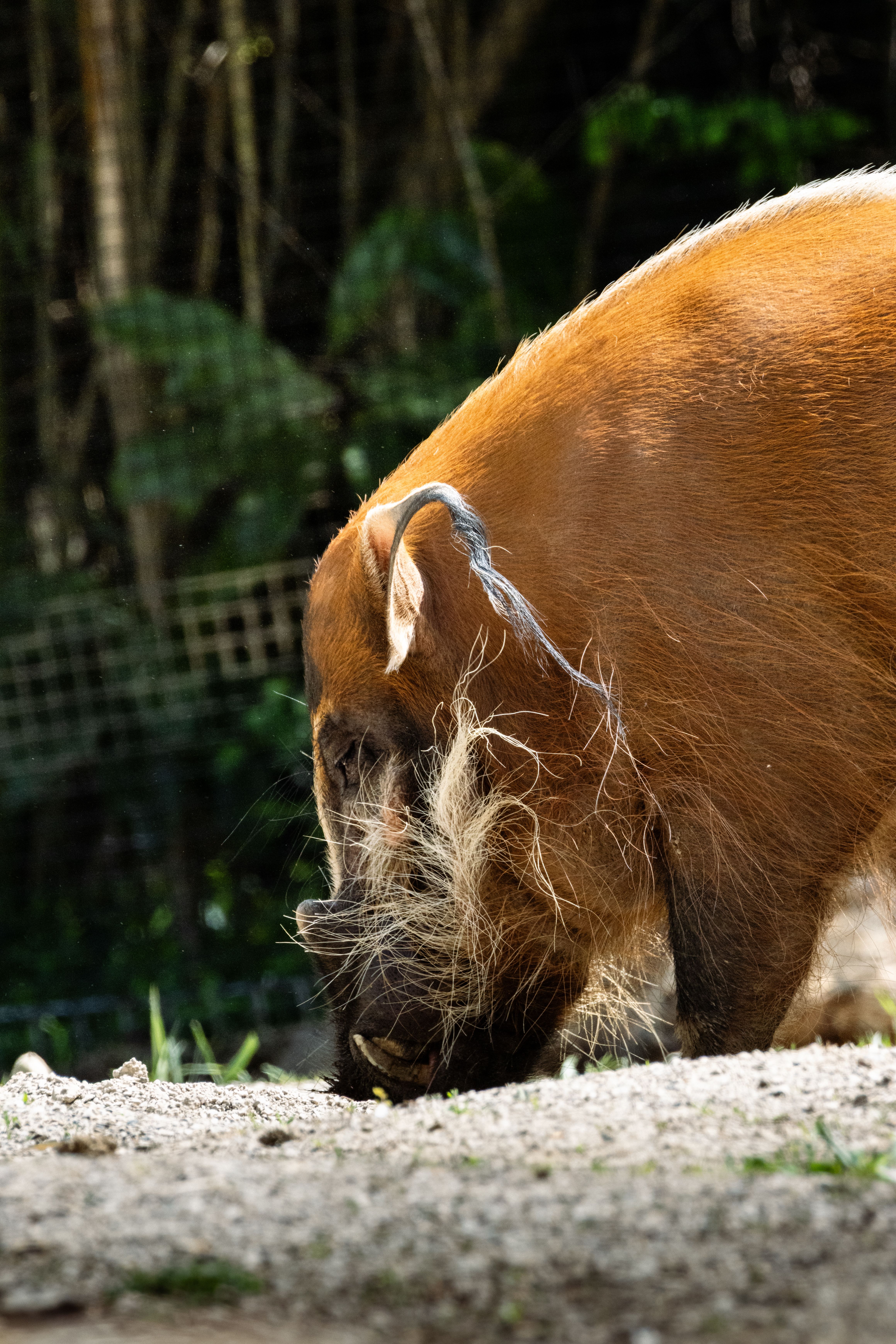 Red River Hog Foraging in Natural Habitat · Free Stock Photo
