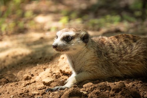Free Curious meerkat basking in sunlight on sandy ground, showcasing vibrant natural surroundings. Stock Photo