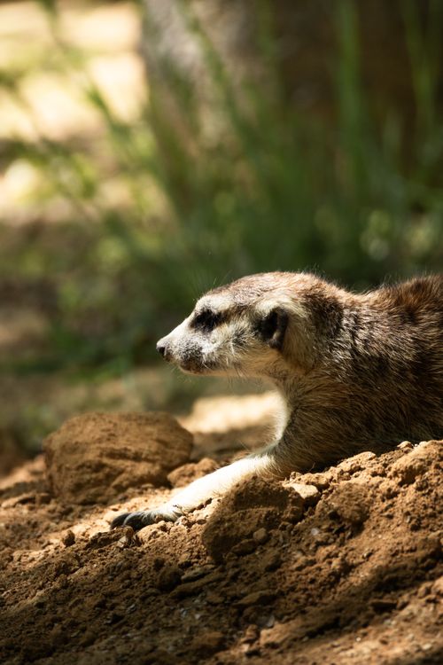 Free A solitary meerkat basking in the sunlight on a mound of earth, highlighting its natural habitat. Stock Photo