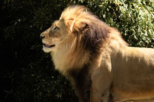 Free Profile view of a majestic lion in its natural habitat, showcasing its impressive mane and wild beauty. Stock Photo