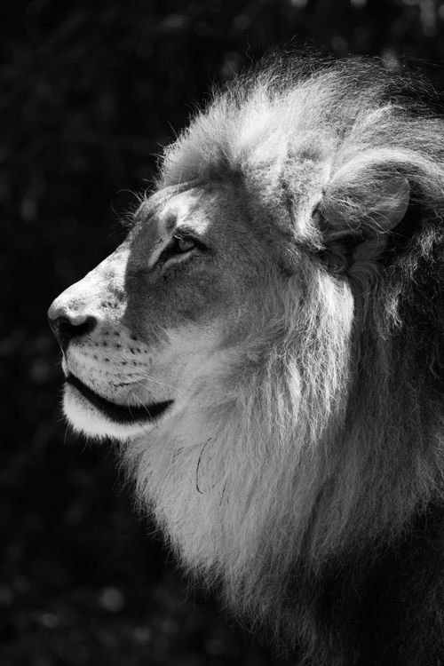 Free Stunning black and white profile of a lion, showcasing its majestic features and mane. Stock Photo