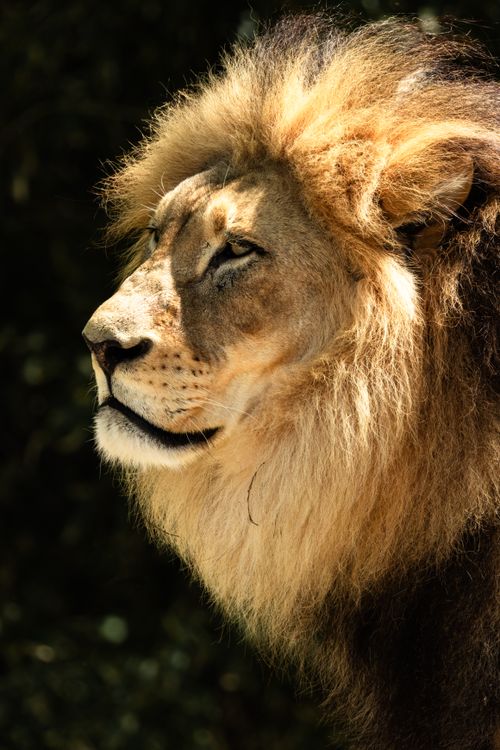 Free Close-up of a male African Lion (Panthera leo) showcasing its majestic mane in natural habitat. Stock Photo
