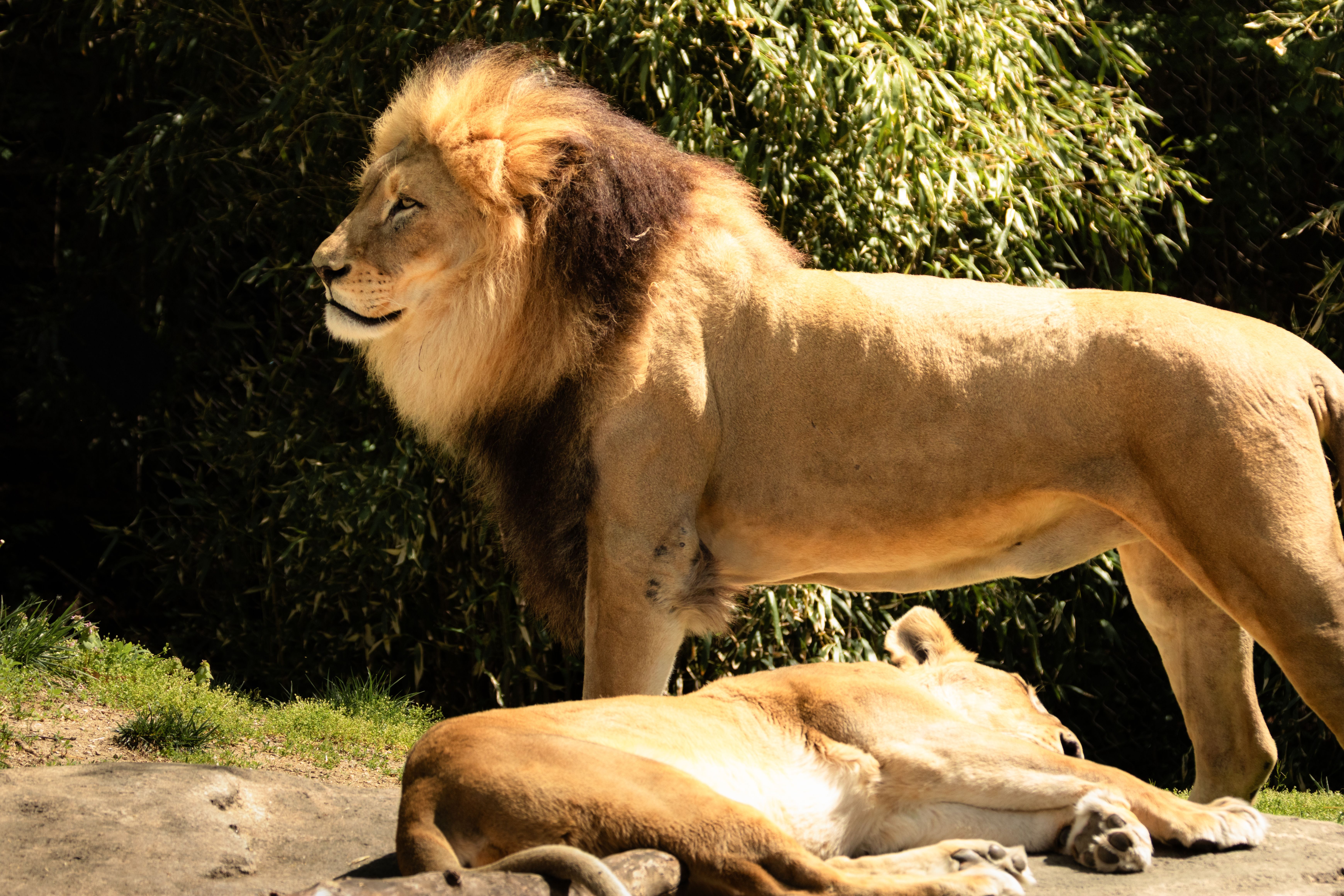 lions mate every 15