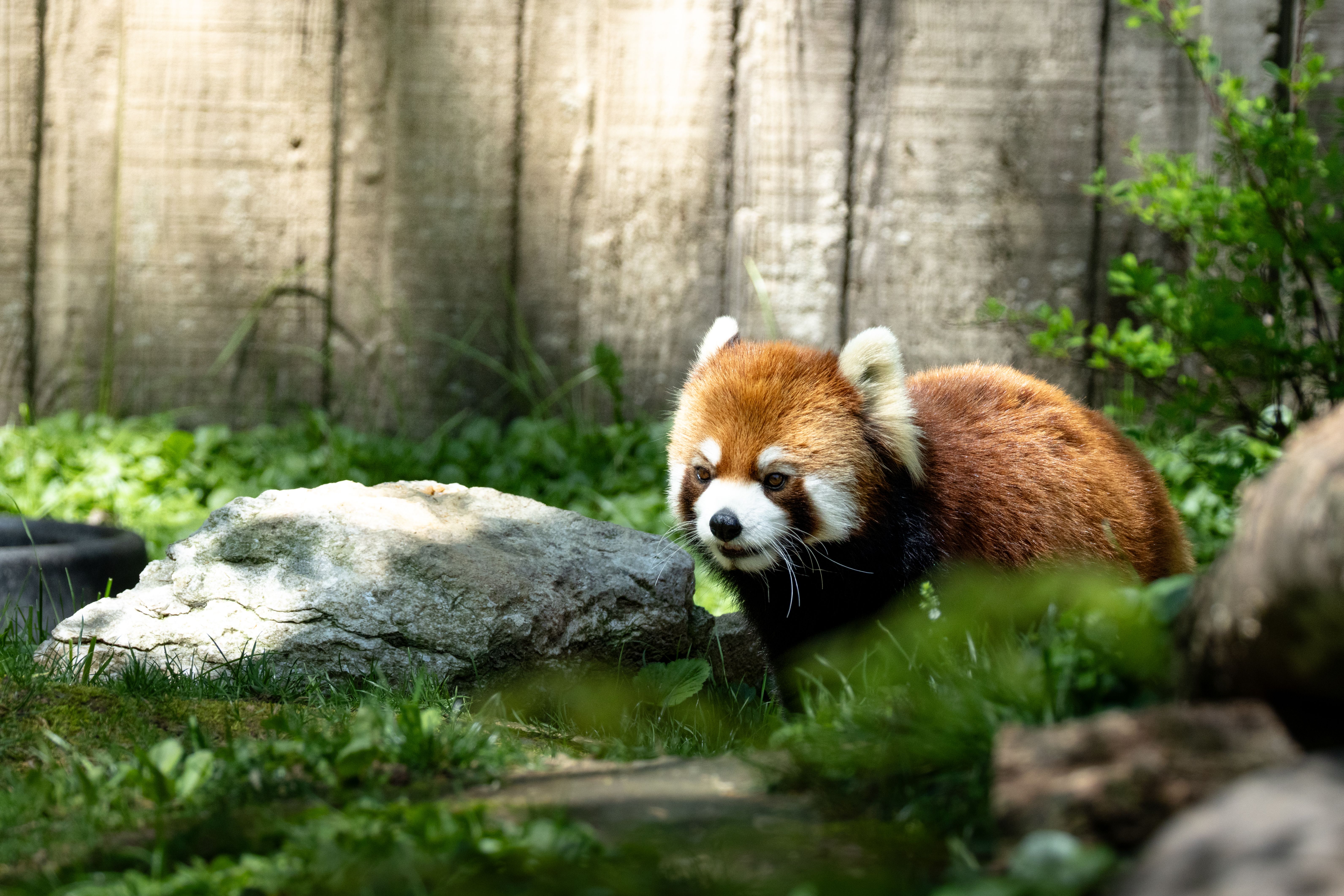 Red Panda in Natural Habitat at Zoo · Free Stock Photo