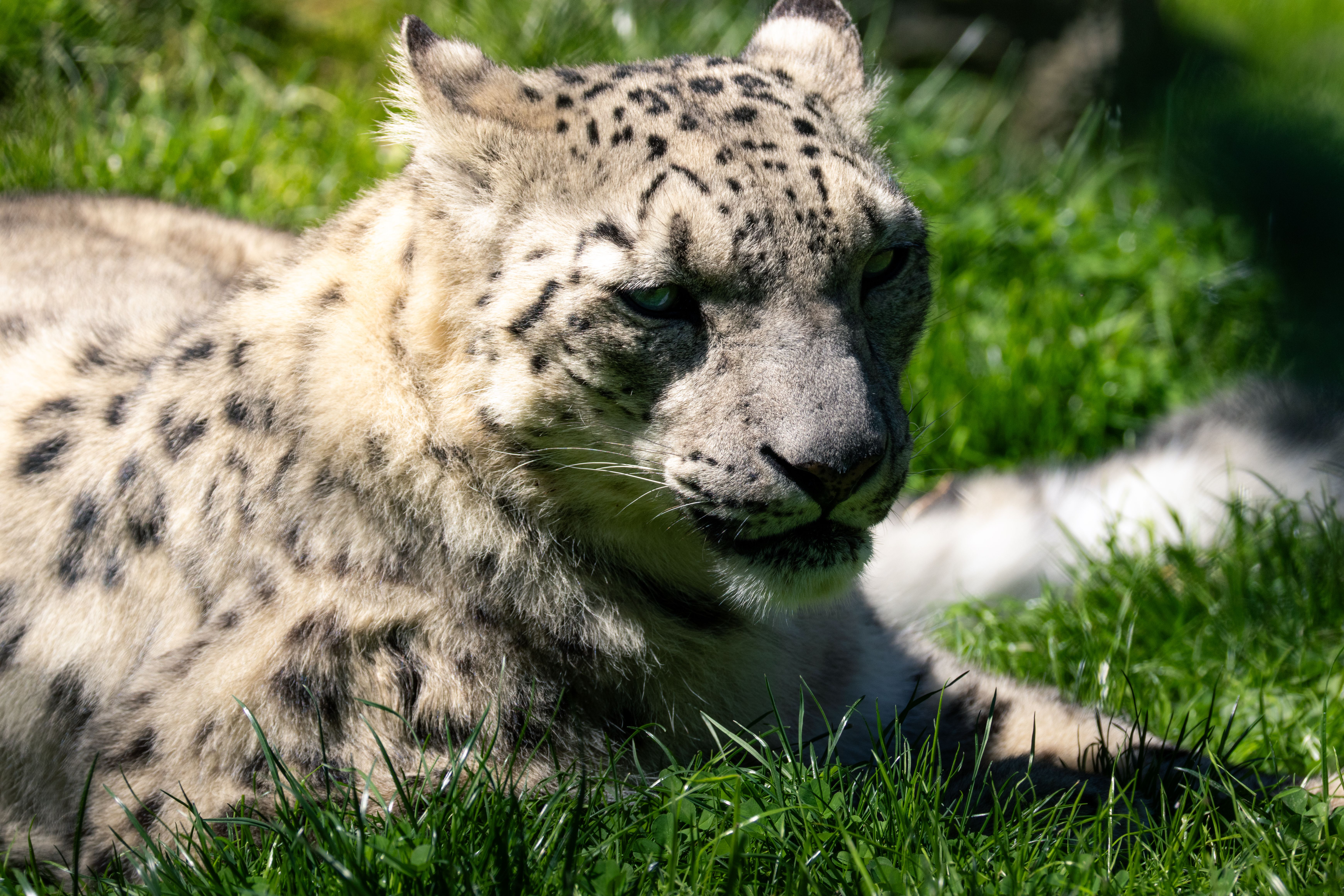 Exclusive Snow Leopard experience