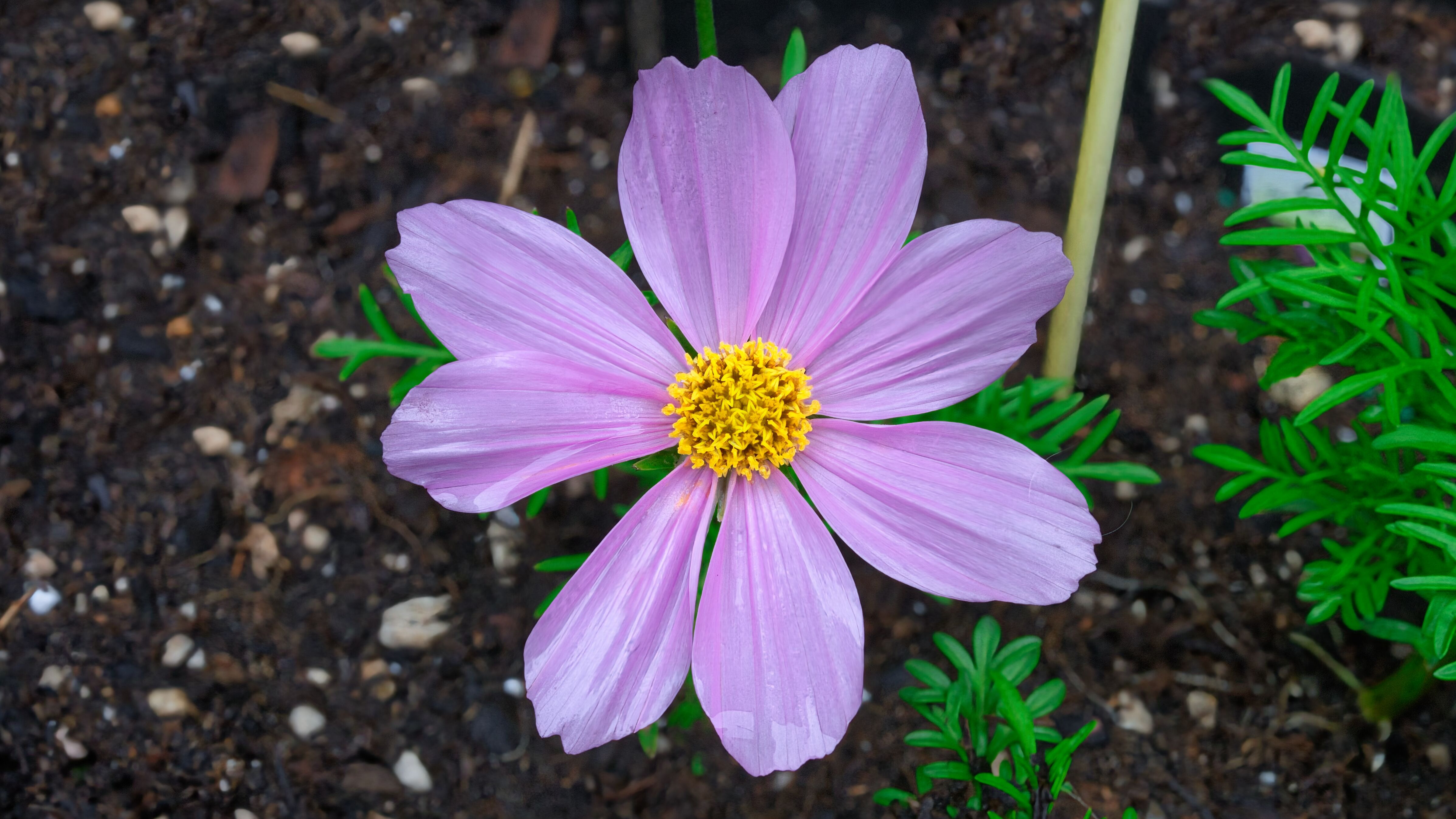 Vibrant Pink Cosmo Flower in Bloom · Free Stock Photo