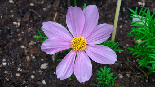 Free Close-up of a vibrant pink Cosmo flower in full bloom, displaying its natural beauty. Stock Photo