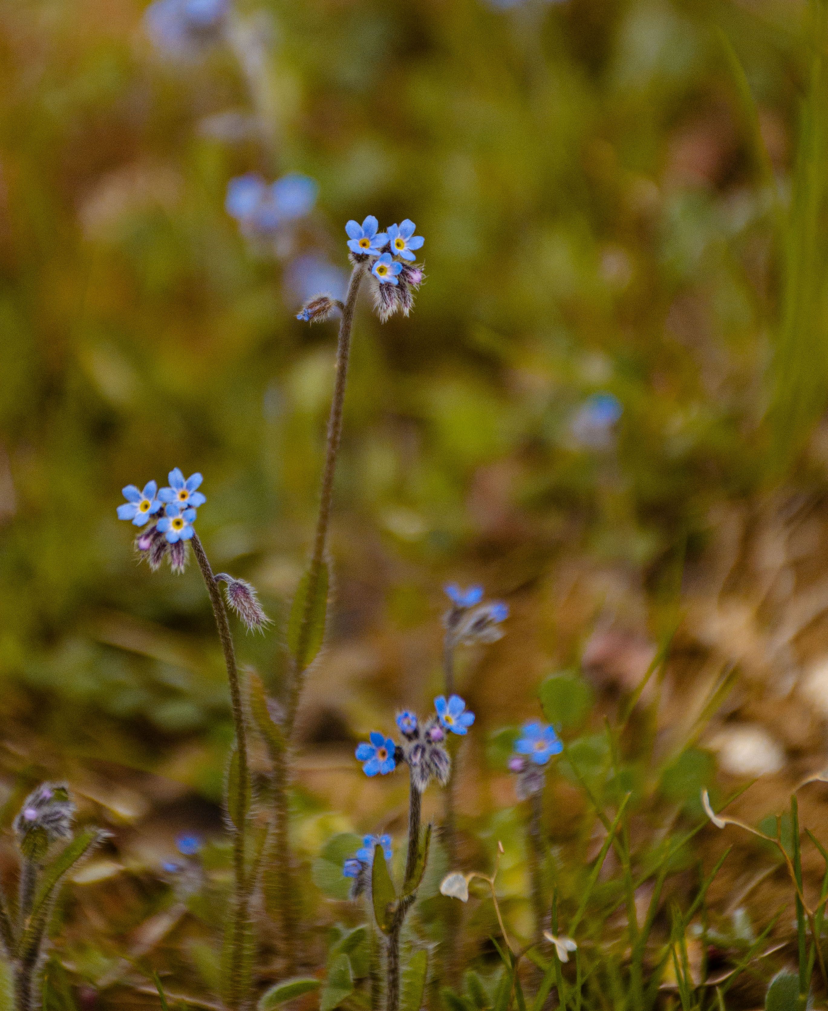 Macro shot of vibrant blue forget-me-not flowers with a blurred natural background.