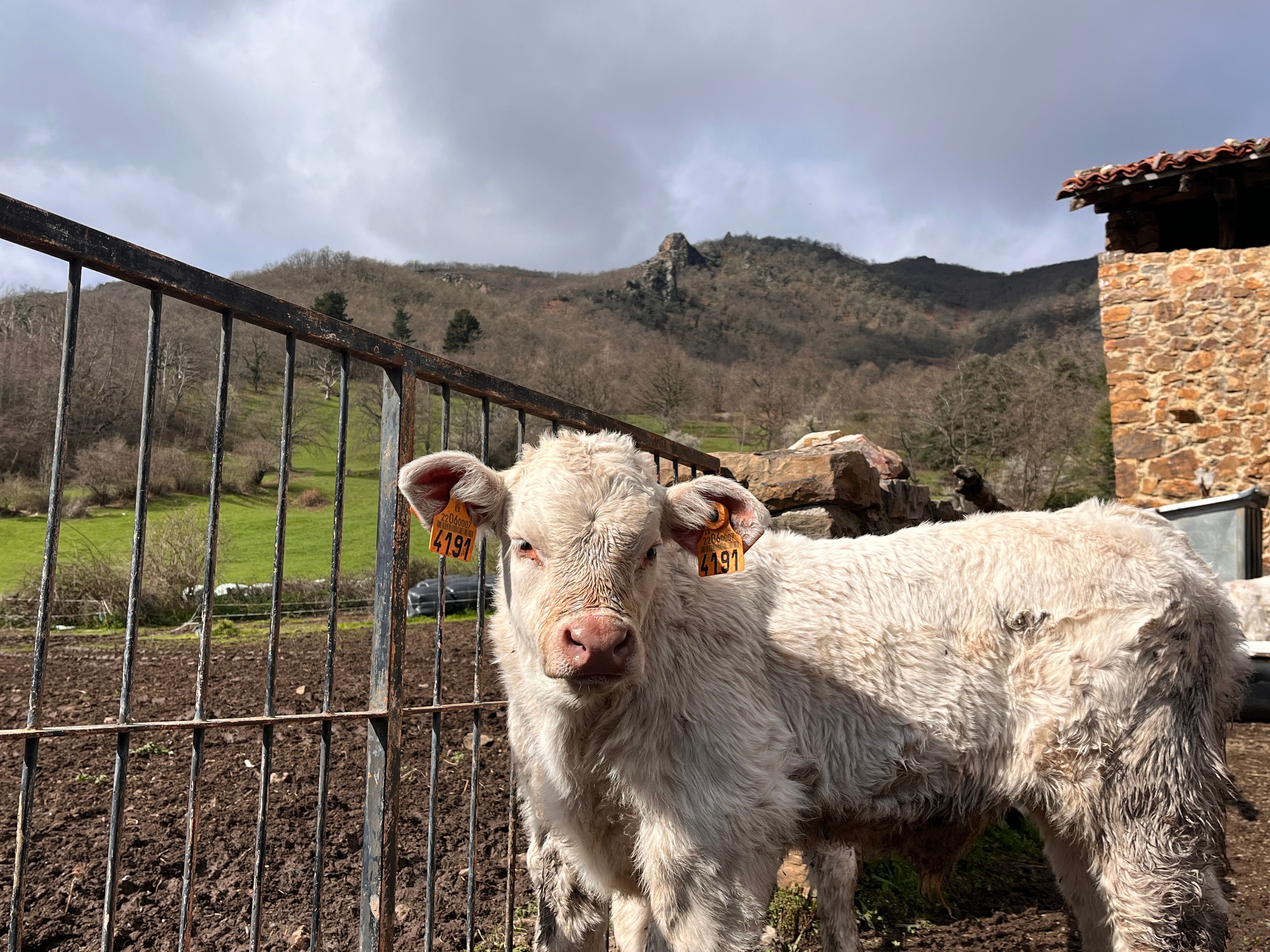 Young Cow in Rural Spanish Countryside · Free Stock Photo