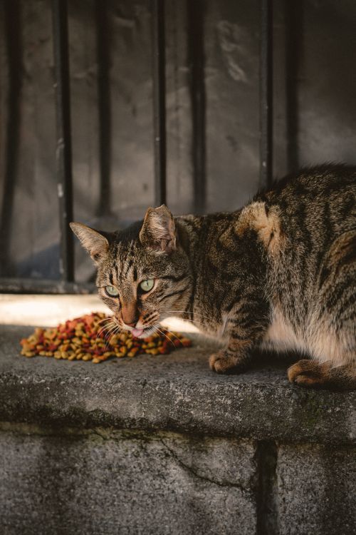 Free A stray tabby cat enjoys a meal near a metal fence in Trabzon, capturing urban animal life. Stock Photo