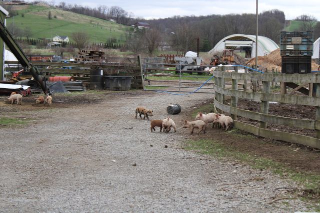 Porcelets élevés en plein air à La Ferme Lahoun en Béarn