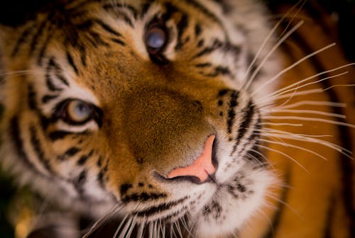 Tiger Cub Close-up Photography