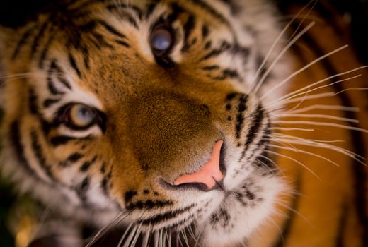 Intimate close-up view of a tiger's face, highlighting its fierce beauty and wild nature.