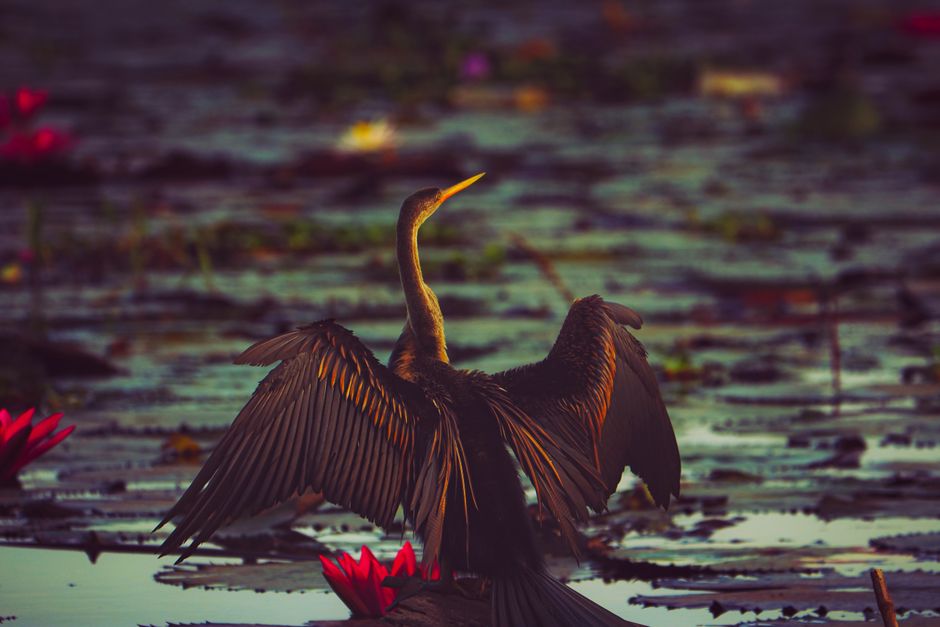 Vembanad Lake Sunset Point