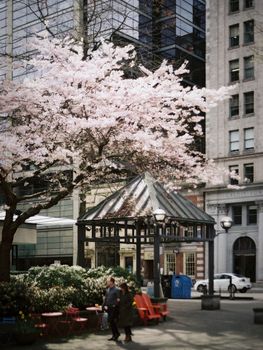 Cherry blossoms bloom in a Vancouver park, showcasing urban beauty in springtime.