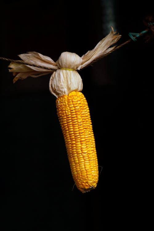 Free stock photo of corn, dark, dry