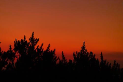 Immagine gratuita di abete, alberi, cielo rosso