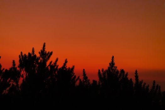 Silhouetted trees against a red sunset sky create a dramatic natural scene.