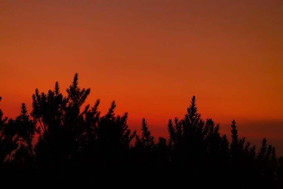 Silhouetted trees against a red sunset sky create a dramatic natural scene.