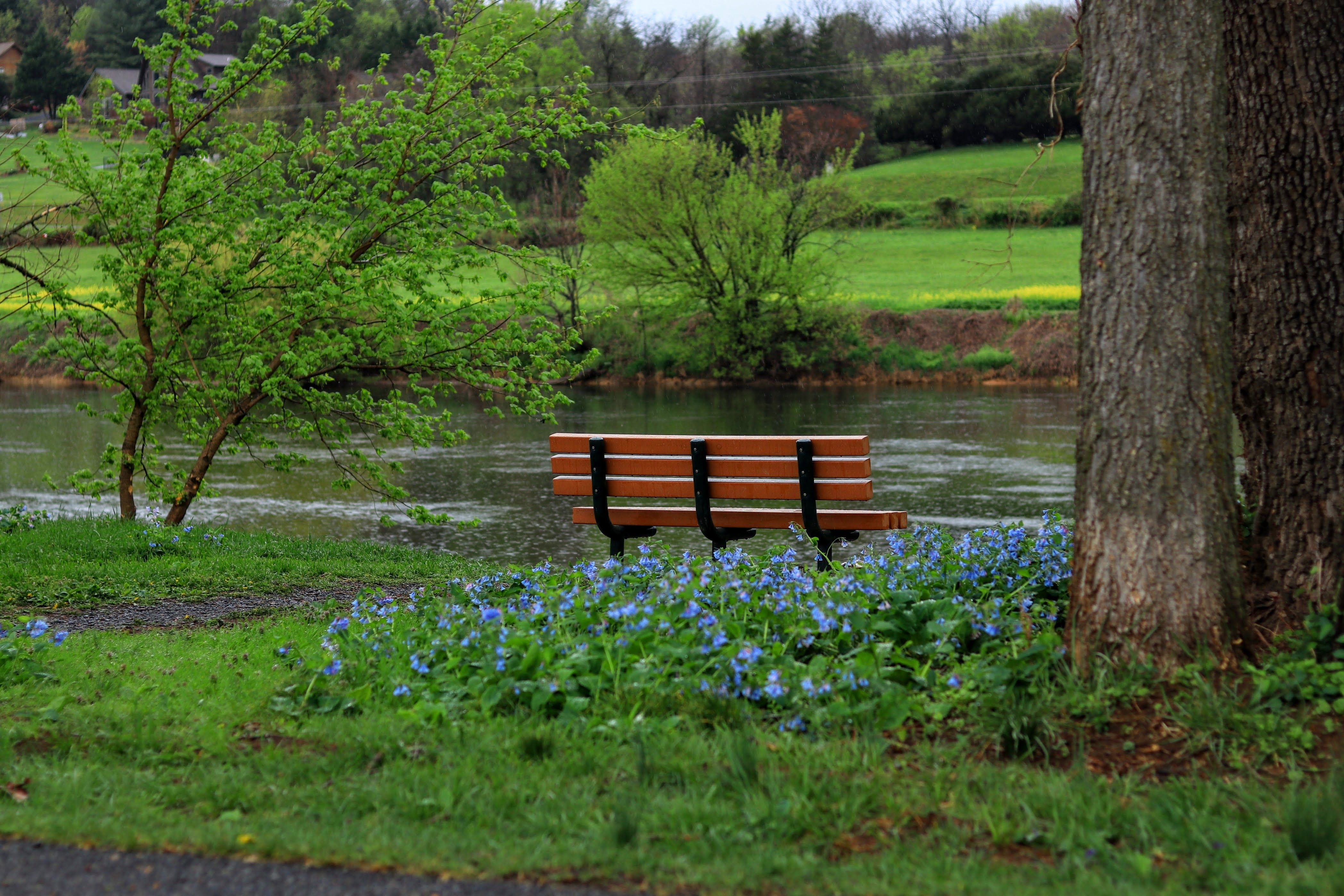 Serene Riverside Bench in Springtime Virginia · Free Stock Photo