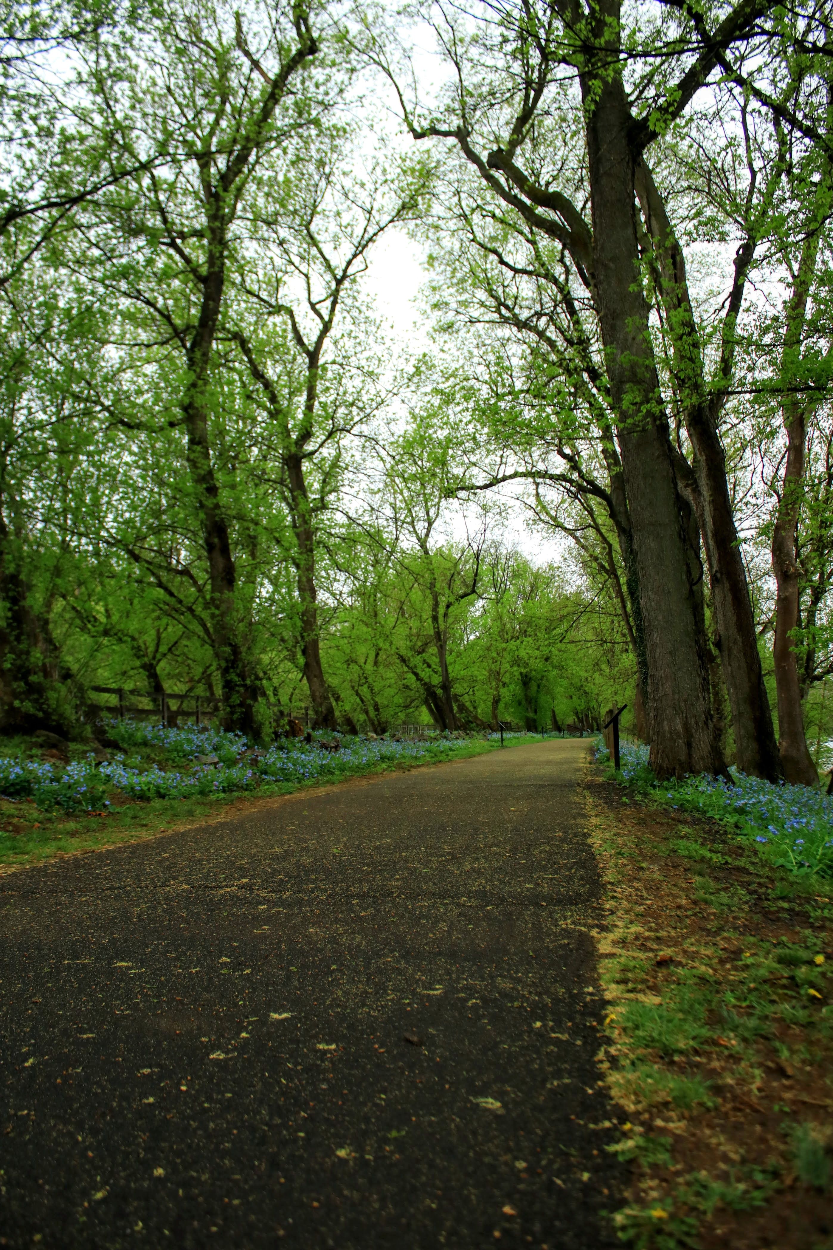 Scenic Spring Walkway through Lush Green Forest · Free Stock Photo