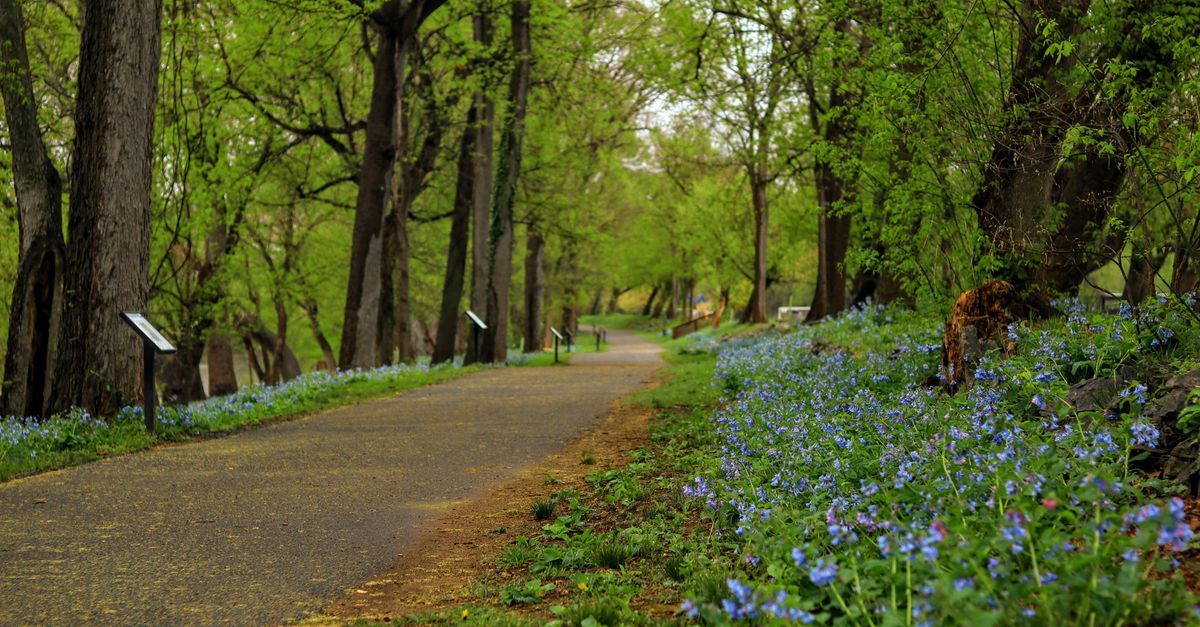 Minnesota Spring Pathway Scenic Spring Pathway Lined with Bluebells · Free Stock Photo
