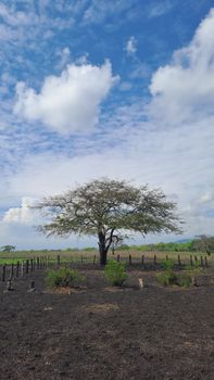 A solitary tree stands resilient in a charred field under a bright blue sky in Indonesia.