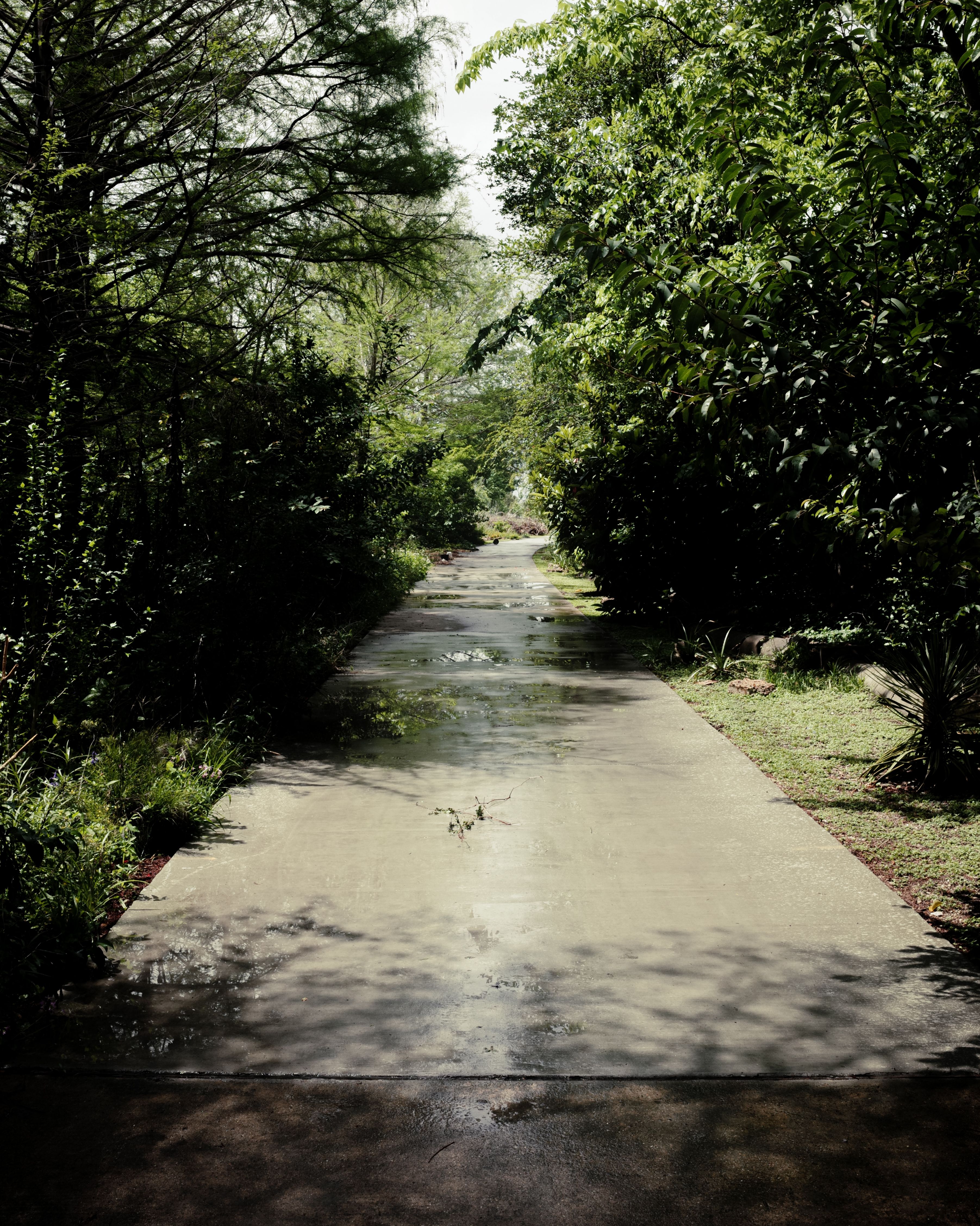 Houston Arboretum sunlit path