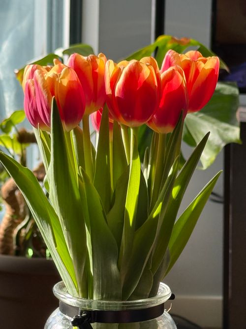 Free Bright red and orange tulips in sunlight creating a vivid spring atmosphere indoors. Stock Photo