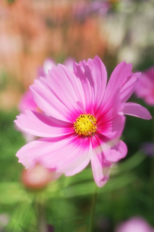 Free Close-up of a vibrant pink Cosmos flower in full bloom, bright and colorful. Stock Photo