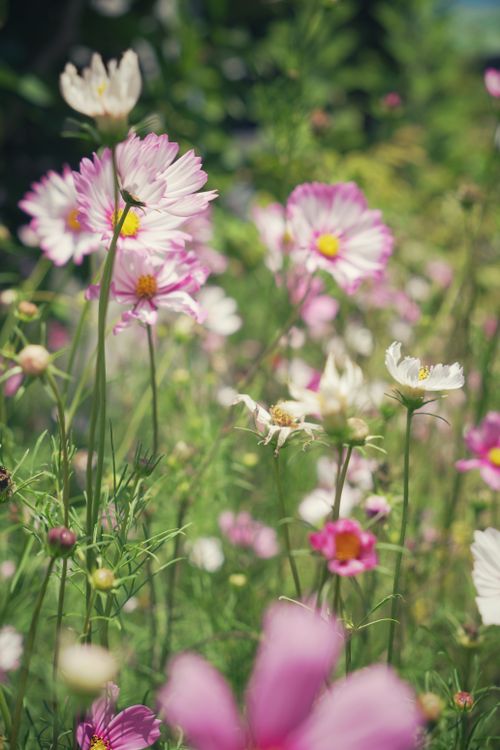 Free A vibrant field of pink and white cosmos flowers in summer sunlight. Stock Photo