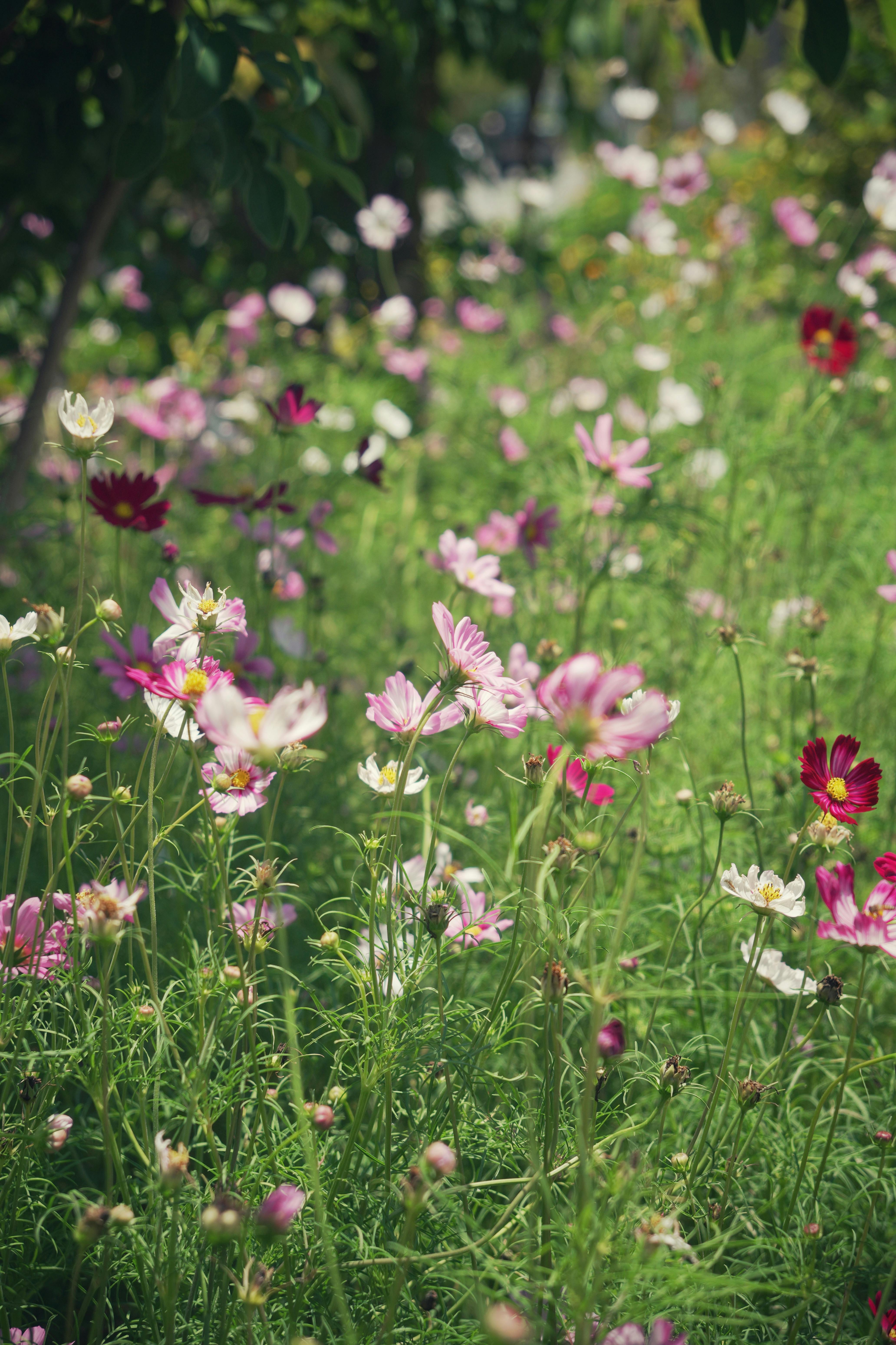 [ColoSach]-a-vibrant-field-of-blooming-cosmos-flowers-creates-a-picturesque-summer-scene.