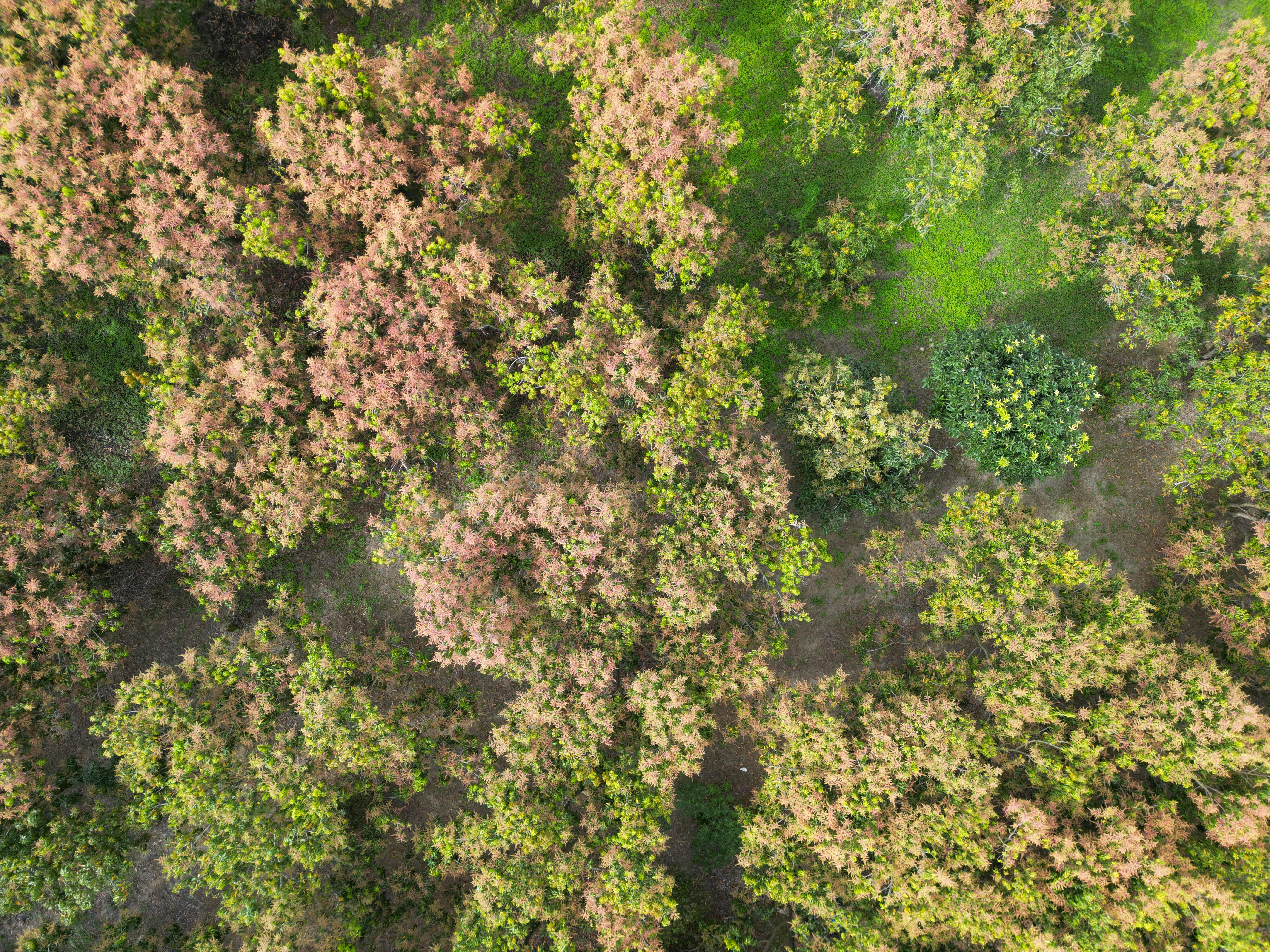 Aerial photograph of a lush forest canopy