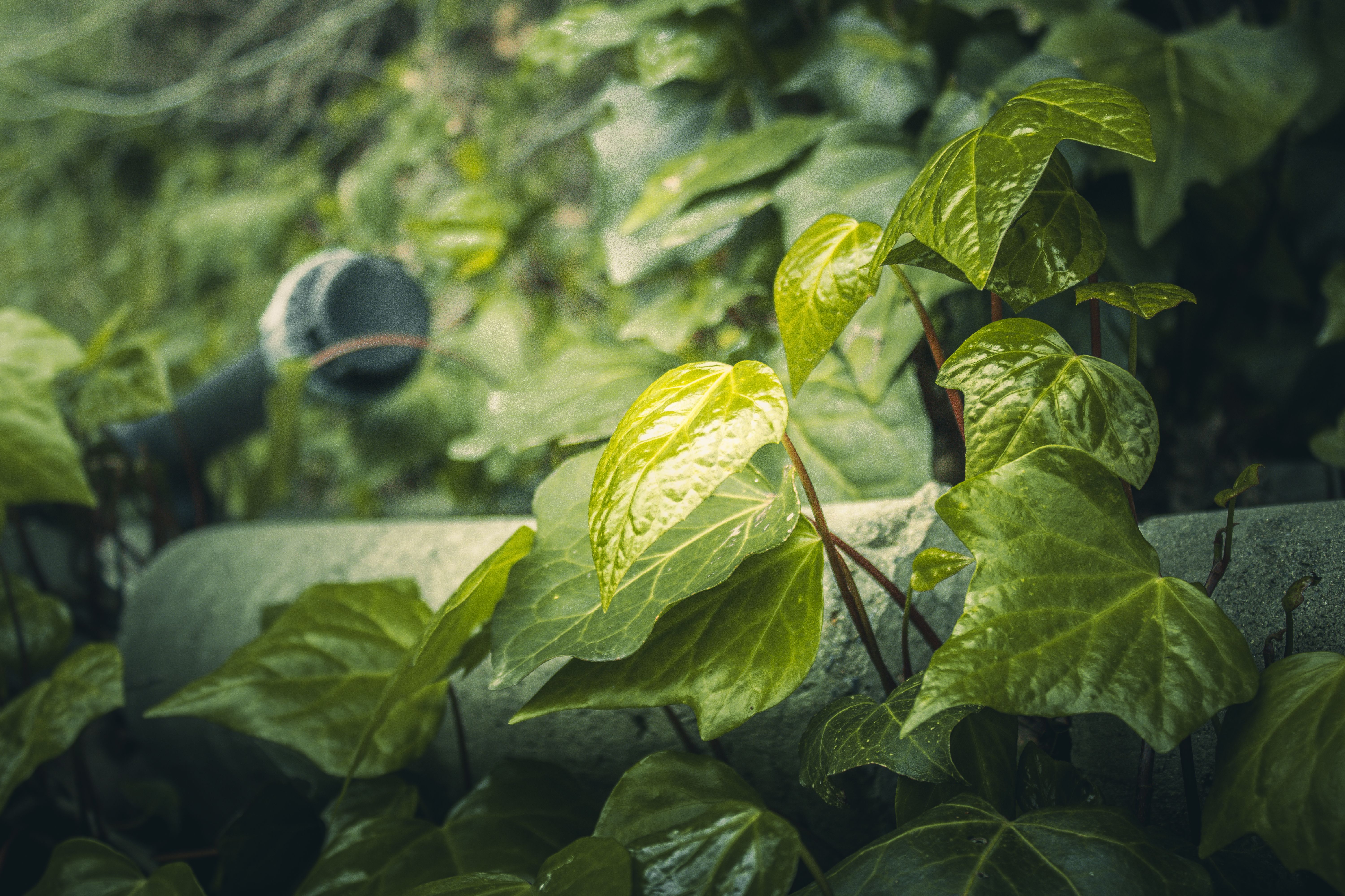 Sustainability of green hydrogen technologies depends on energy mix and supply chain — Photo by Ali Eren Akkaya on Pexels