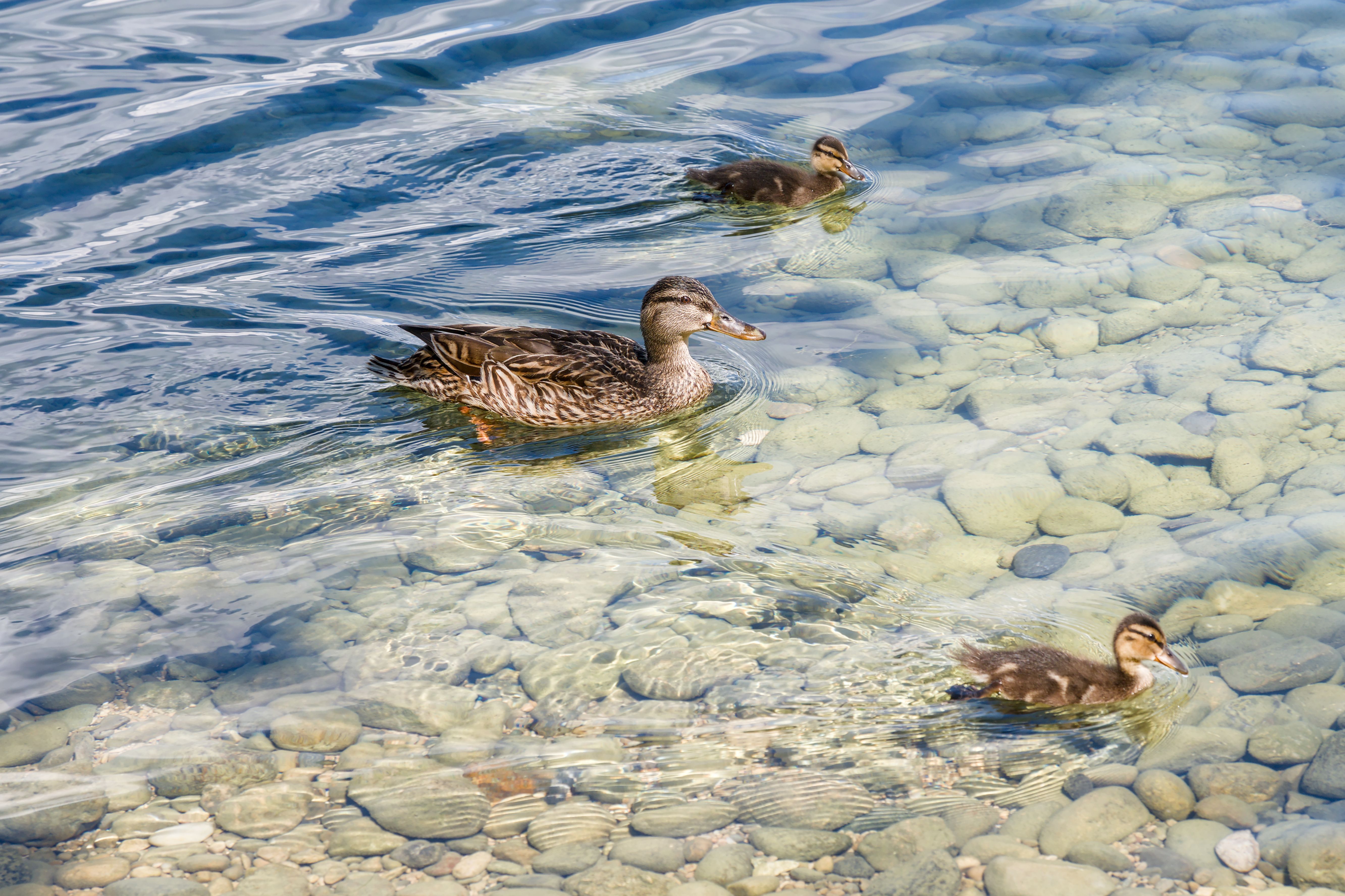 GTA 6'nın Bilinmeyen Yüzü: Dört Ana Karakter Planı - A mother mallard swimming with her ducklings in clear water above pebbles.