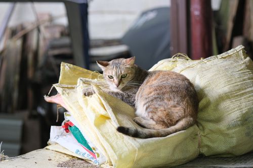 Free A cat comfortably resting on sacks in an indoor Taiwanese setting. Stock Photo