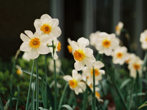Free Macro shot of delicate daffodils in a garden, capturing spring's soft focus and natural beauty. Stock Photo
