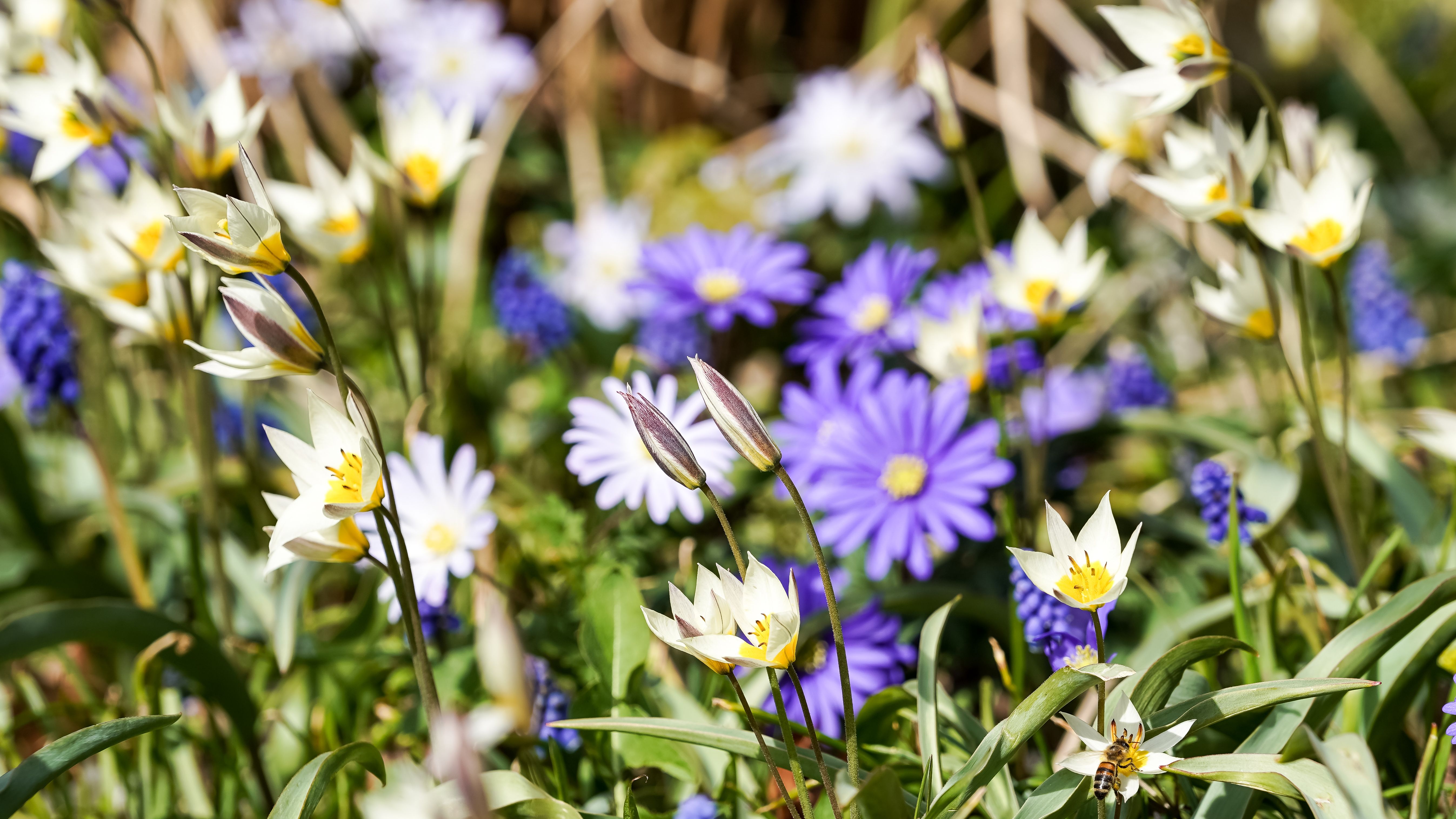 [ColoSach]-a-colorful-display-of-blooming-spring-flowers-captured-in-geesthacht,-schleswig-holstein.