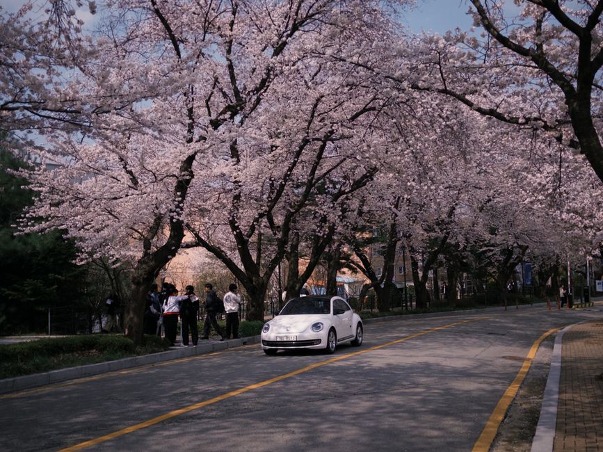 From Foreign License to Korean Roads: My Brutal Guide to Getting a Driver’s License in Ansan