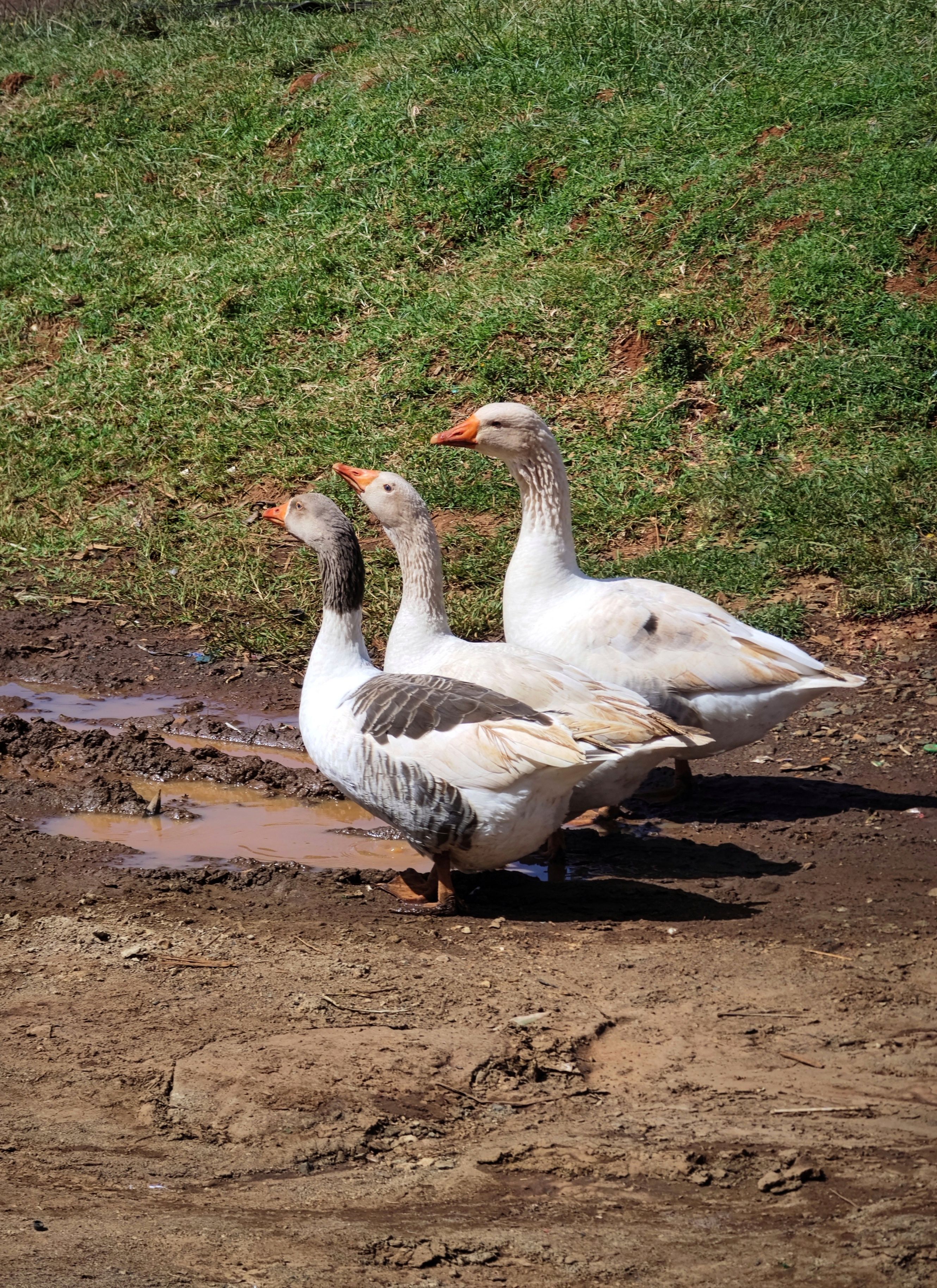Three Geese by Muddy Puddle in Eldoret · Free Stock Photo