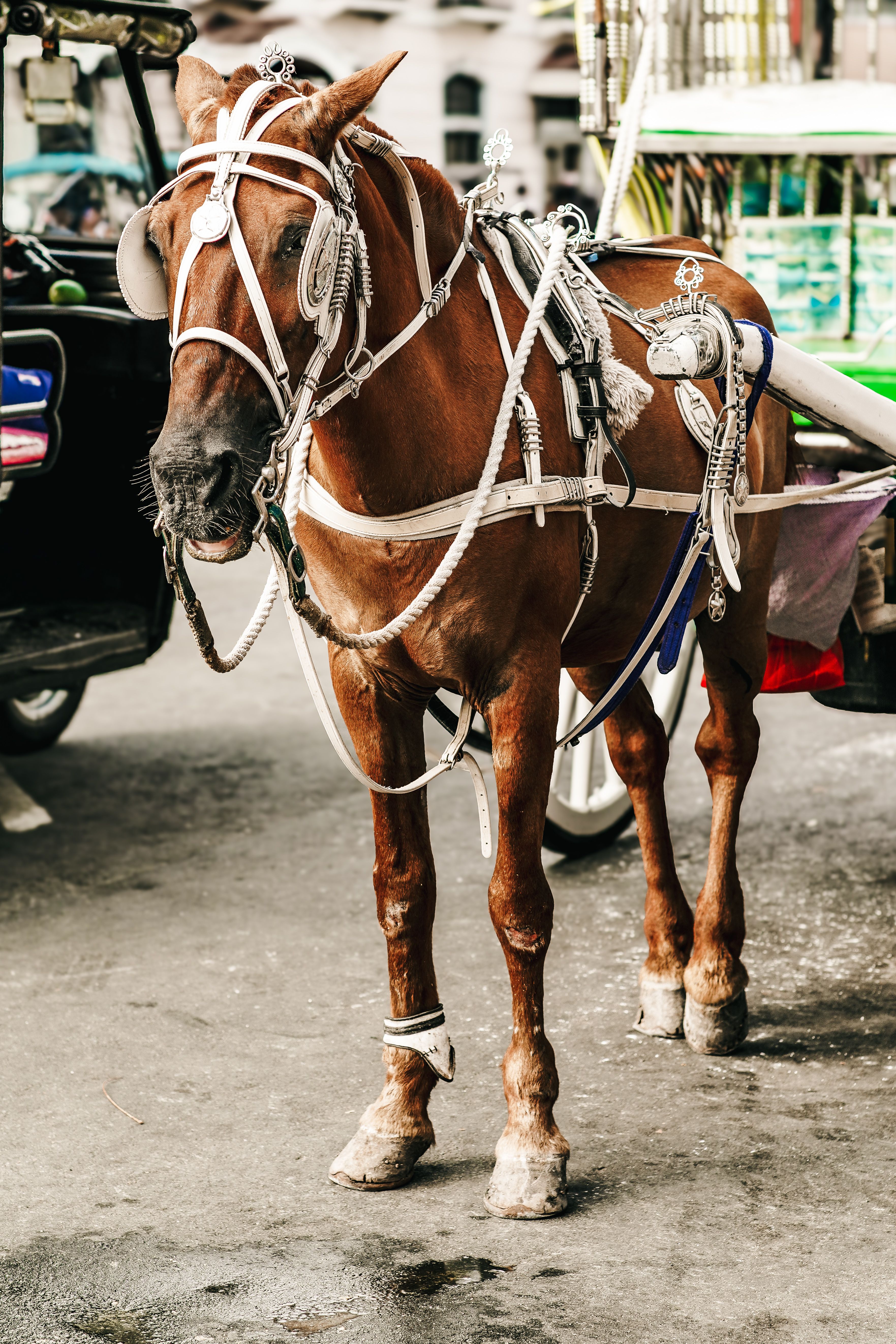A colorfully adorned horse ready to pull a carriage on a bustling Manila street.