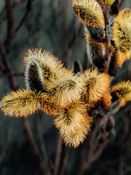 Free Beautiful macro shot of fluffy yellow willow catkins with a natural blurred background, capturing springtime essence. Stock Photo