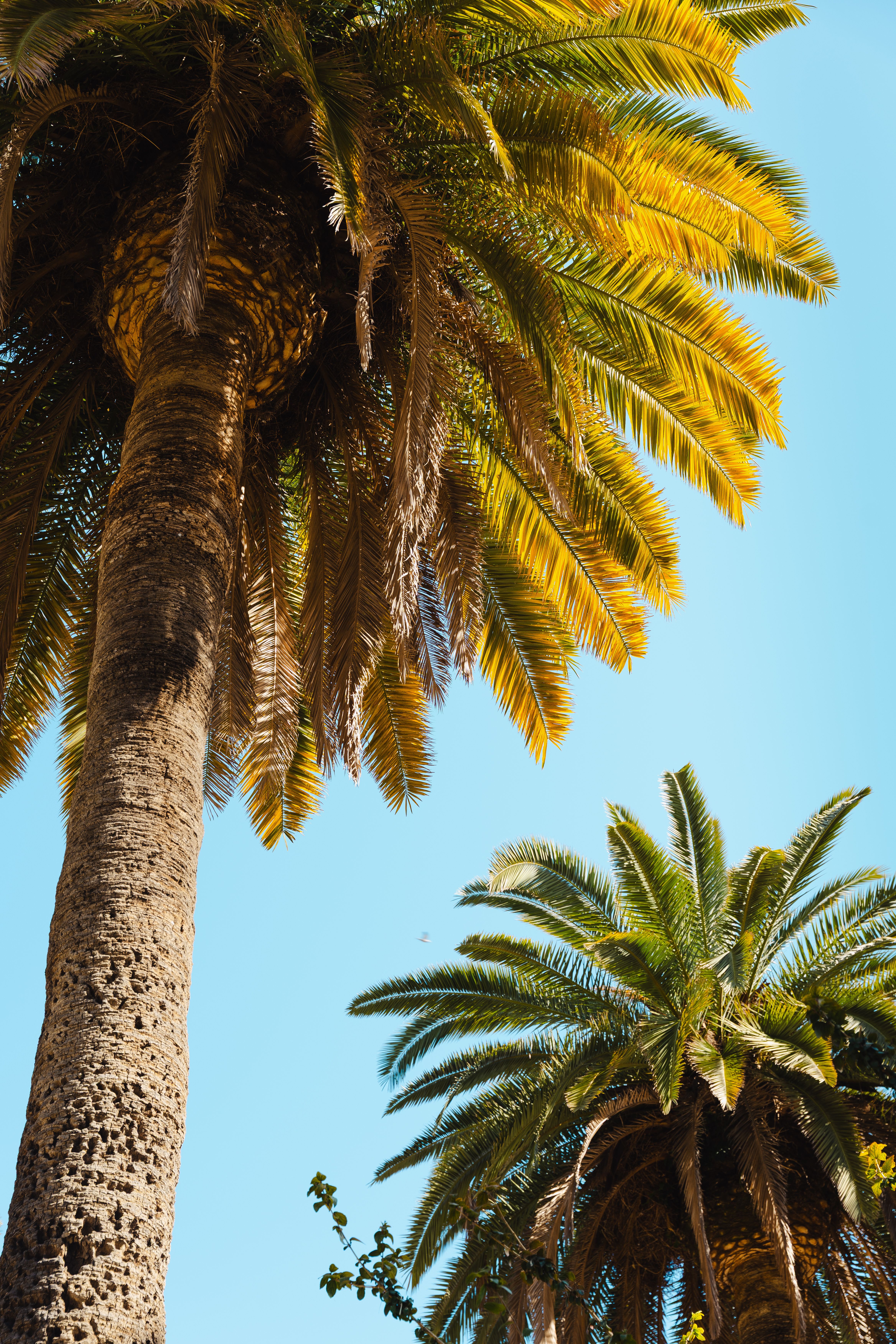 Low Angle Shot of Palm Trees against Blue Sky · Free Stock Photo
