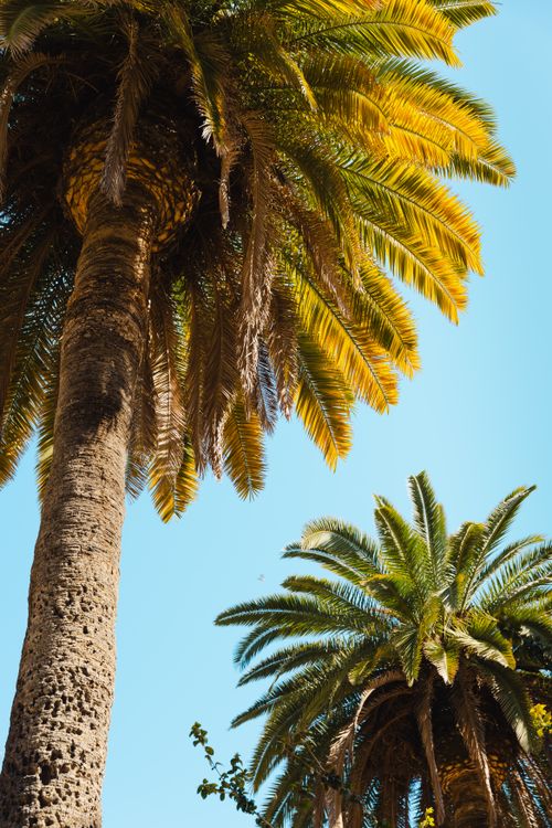 Free Two towering palm trees with bright yellow fronds under a clear blue sky, evoking a tropical, sunny feel. Stock Photo
