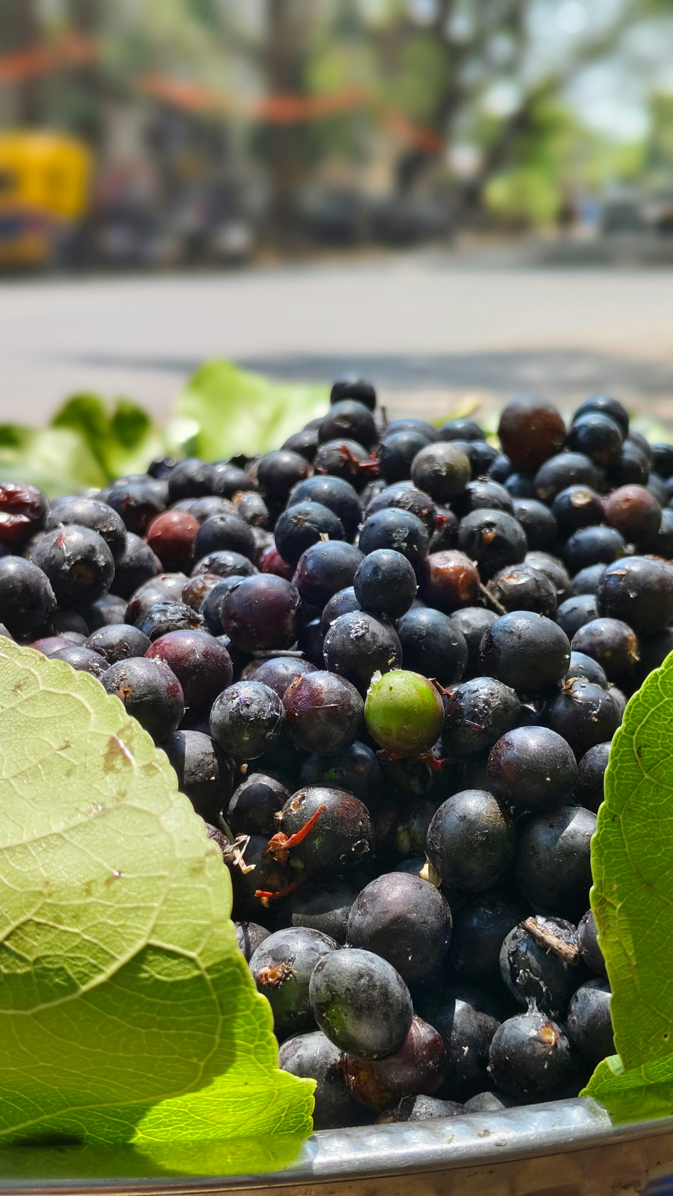 Java Plum Duhat - Urban Goes Green Plant Guide