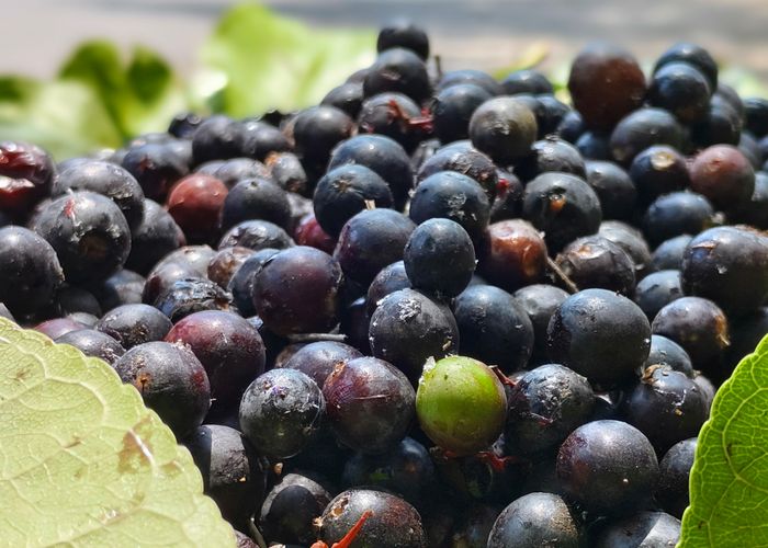 Java Plum Duhat - Urban Goes Green Plant Guide